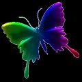 papillons (34)
